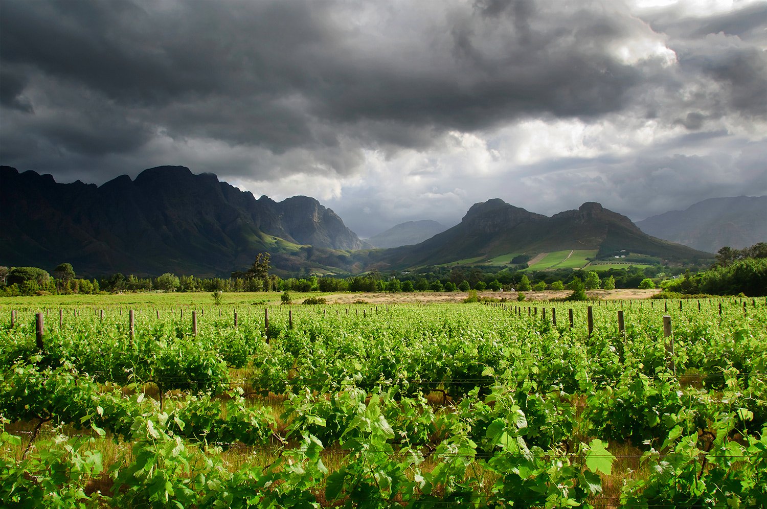 Franschoek wine region