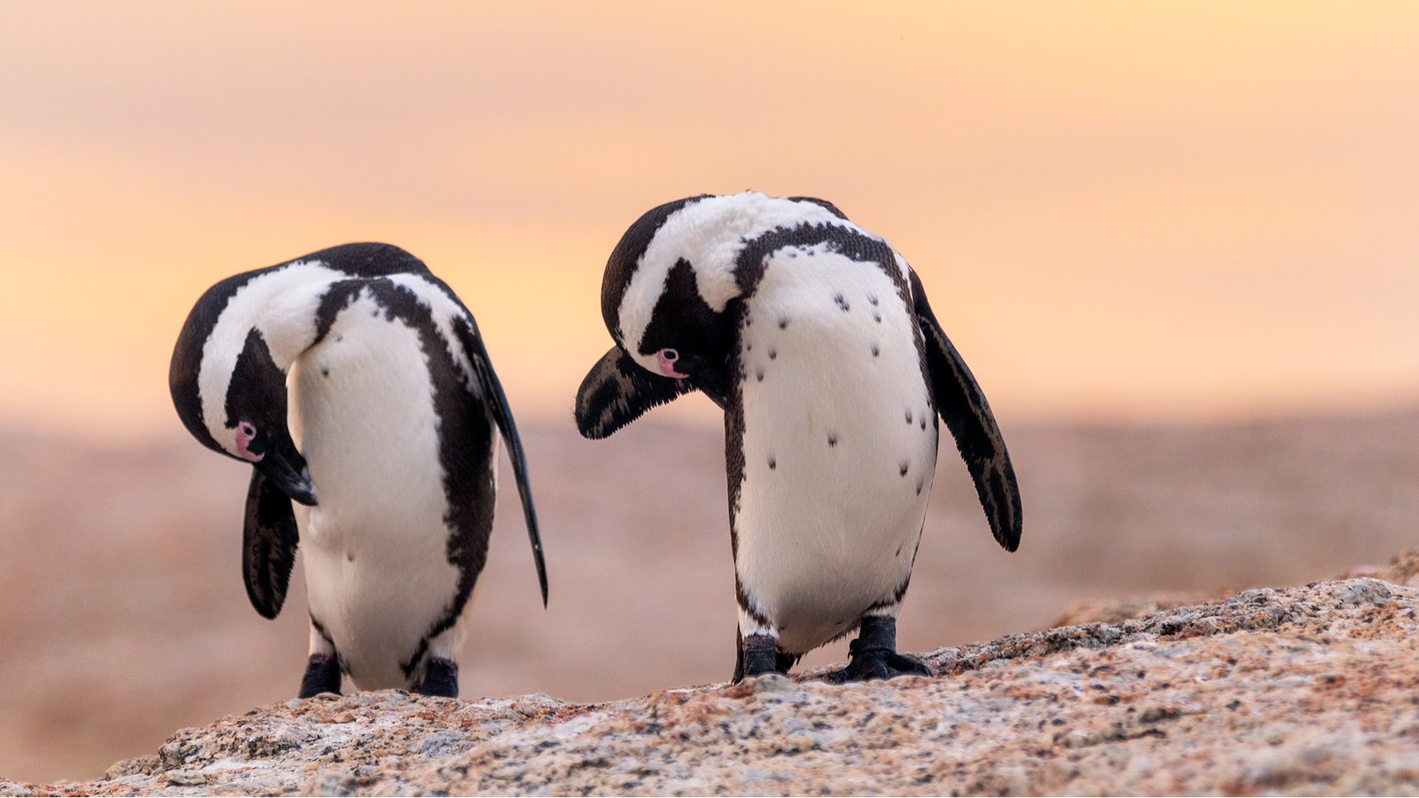 cape point photo tour – photography tours - private tour