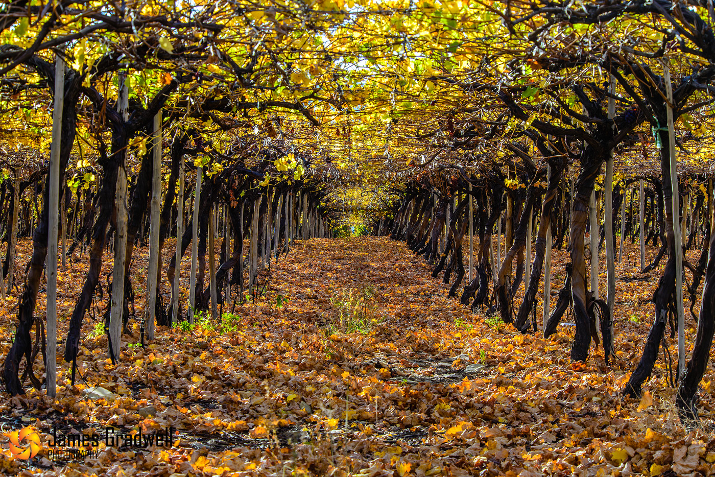 Cape Winelands in Autumn