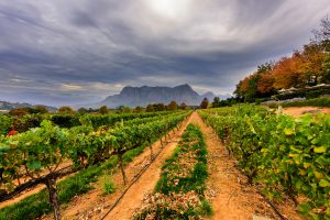Full Day Photo Tour Cape winelands