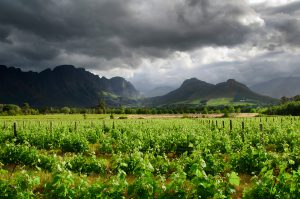 Winelands Full Day Photo Tour. Cape Town Photo Tours
