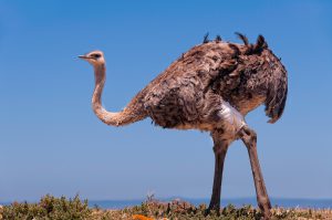 Cape Point Ostrich. Cape Town Photo Tours