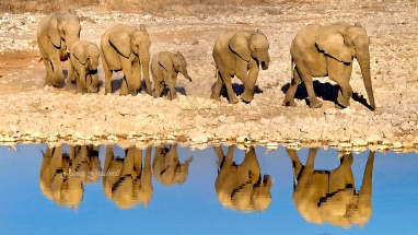 Elephant Reflections Okaukeujo Etosha. Namibia photo tours