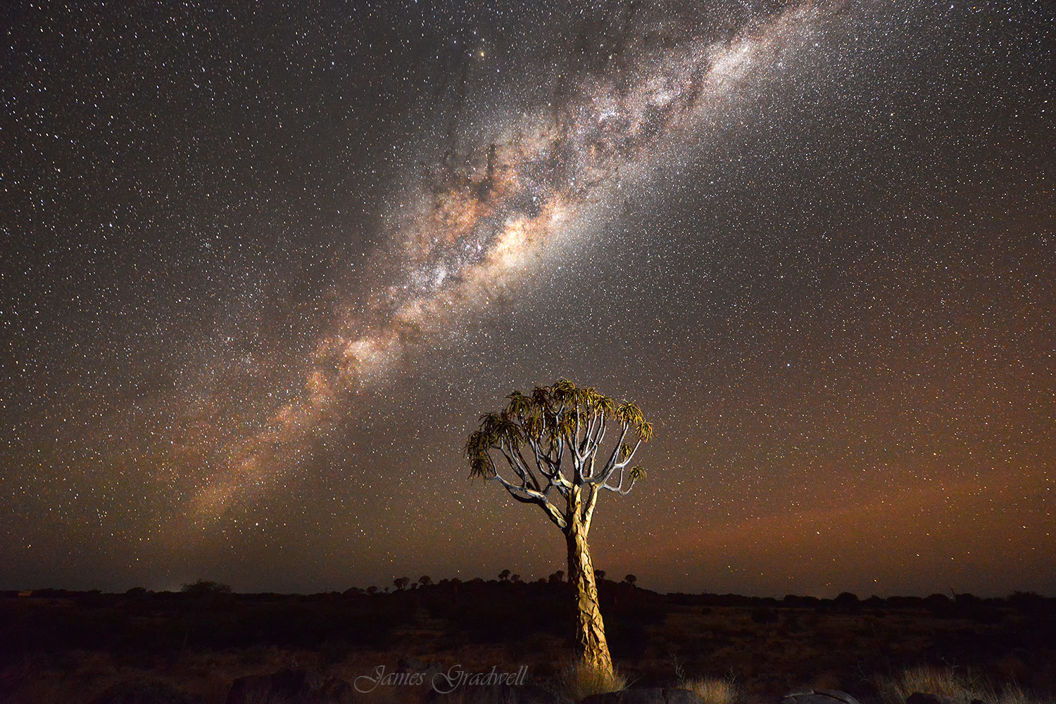 Quiver Tree Forest Night Sky