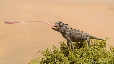 Desert Chameleon. Namibia photo tours