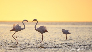 Walvis Bay Flamingos at sunset. Namibia Photo Tours