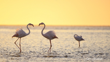 Walvis Bay Flamingos at sunset. Namibia Photo Tours