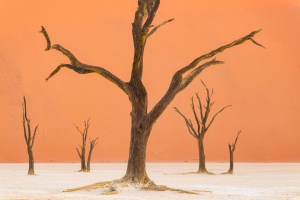 Amazing Skeletal Deadtrees at Deavlei Namibia Sossusvlei. Namibia photo tours