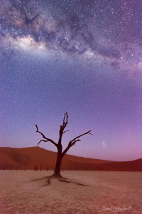 Milky Way and Tree Deadvlei Namibia. Namibia photo tours