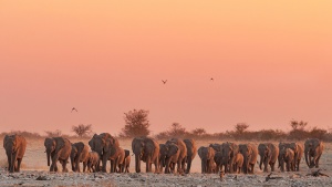 Etosha large herd of elephant coming down to Okaukuejo at sunset Namibia photo Tours
