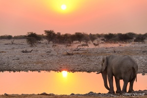 Elephant drinking at sunset Okaukeujo Etosha. Namibia Photo Tours