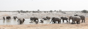 Big Elephant herd at Okaukeujo Camp Waterhole. Namibia Photo Tours
