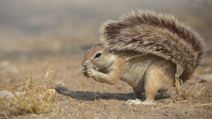 Ground Squirrel Etosha. Namibia Photo Tours