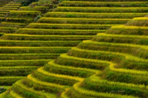 Longji Rice Terraces in Autumn. China Photo Tour