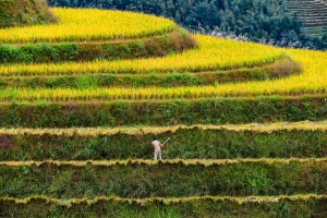 Harvesting Longji Rice Terraces in Autumn