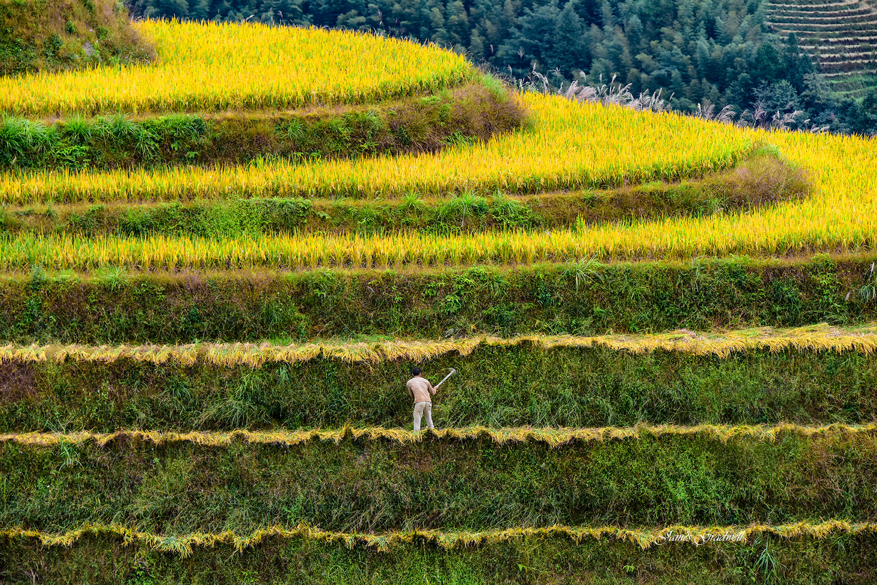 Harvesting Longji Rice Fields