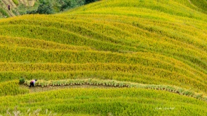 Longsheng Rice Terraces Autumn. Photo Tour China