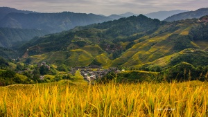 Longsheng Rice Terraces with town view Autumn. Photo Tour China