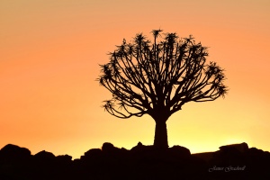 Quiver Tree Sunset. Namibia photo tours