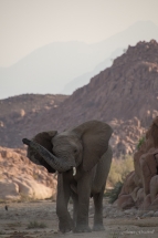 Desert Elephant Damaraland Namibia photo tours