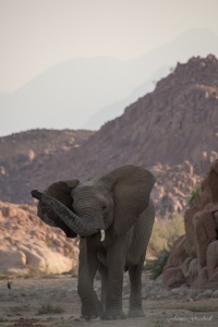 Desert Elephant Damaraland Namibia photo tours