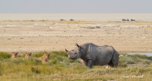 Lion and Black Rhino, Etosha,  Namibia photo Tour