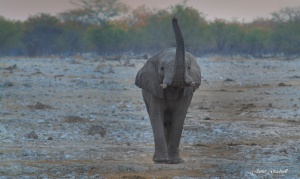 Elephant Trunk Up, Etosha, Namibia Photo Tours