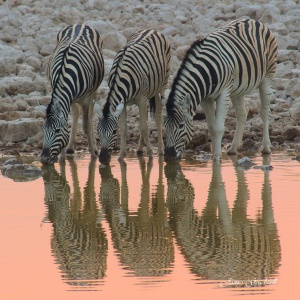 Zebra Sunset reflections, Etosha. Namibia photo tours