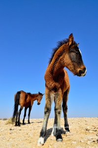 Wild Horses Of Aus. Namibia photo tours