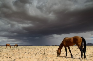 Wild Horses Of Aus Summer Storm.Namibia photo tours