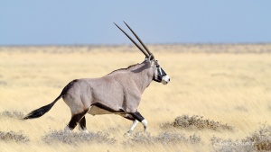 Running Oryx (Gemsbok) Etosha. Namibia photo Tours