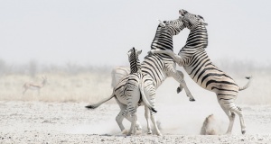 Zebra Fighting in the dust Etosha Namibia photo Tours