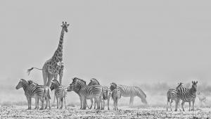 Zebra and Giraffe in the dust Etosha Namibia Photo Tours