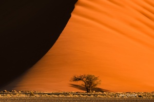 Sossusvlei Dune Sunset Single Tree. Namibia photo tours