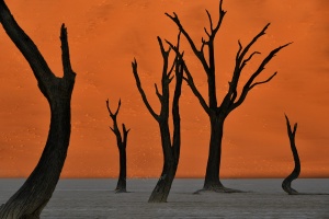 Beautiful Deadvlei Tree Sunrise. Namibia photo tours