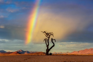 Rainbow Lone Tree Landscape. Namibia photo tours