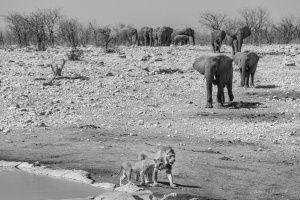Lion and elephant Etosha. Namibia Photo Tours
