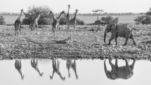 Lion and elephant reflections  Okaukeujo Etosha. Namibia photo tours