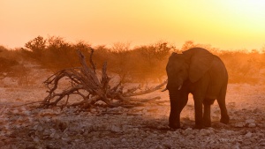 Beautiful Elephant Sunset Light Okaukeujo Etosha. Namibia photo tours