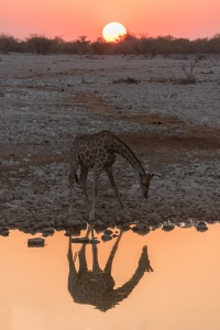 Sunset Giraffe Reflection Okaukeujo Etosha Namibia photo tours