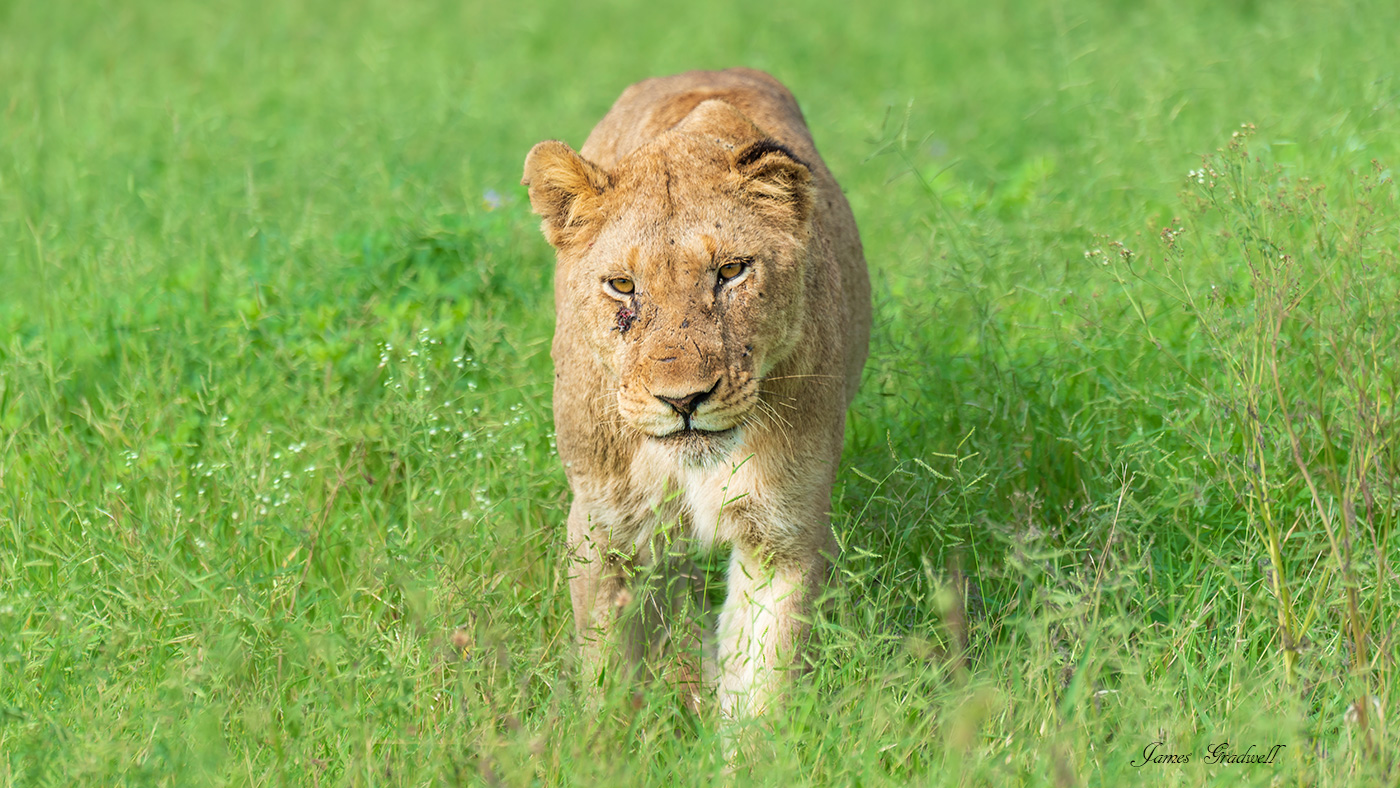 Lioness walking in green grass